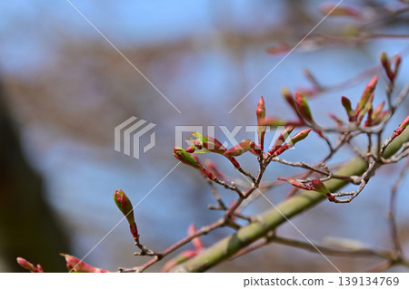 楓葉萌芽，春意盎然，冬日紅芽初綻，生氣勃勃，松丘公園，磐城市 139134769