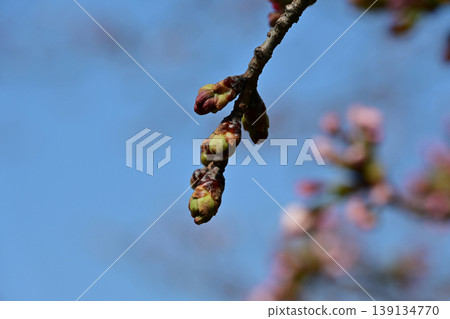 櫻花花蕾，染井吉野櫻花樹即將盛開，映襯著藍天，春天來了，松丘公園，磐城市，福島縣。 139134770