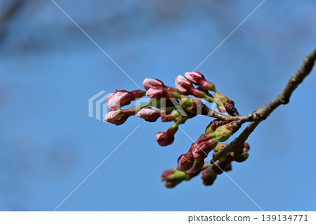櫻花花蕾,染井吉野櫻花樹即將盛開,映襯著湛藍的天空,春天來了,松丘公園,福島縣磐城市。 櫻花花蕾,染井吉野櫻花樹即將盛開,映襯著湛藍的天空,春天來了,松丘公園,福島縣磐城市。 139134771