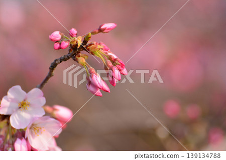 櫻花開始綻放,花苞初綻,春日粉紅背景,留白,松丘公園,磐城市,福島縣。 櫻花開始綻放,花苞初綻,春日粉紅背景,留白,松丘公園,磐城市,福島縣。 139134788