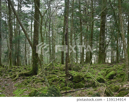 一片寧靜的苔蘚覆蓋的森林；早春的自然背景。 139134914