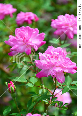 粉紅玫瑰（品種：Rosa chinensis 'Minima'） 139134919