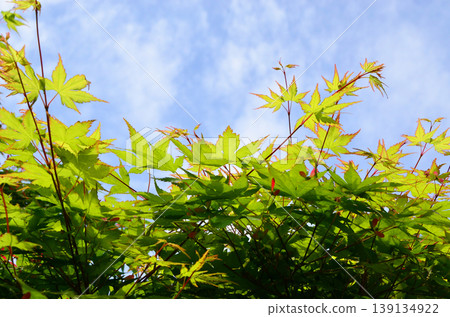 Blue maple that shines in the blue sky Blue maple that shines in the blue sky 139134922