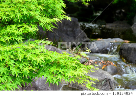 The green maple leaves of the Japanese garden and the babbling of the stream 139134924