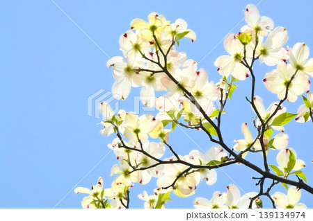 Dogwood Dogwood 139134974