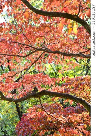 Leaf of autumn leaves dogwood Leaf of autumn leaves dogwood 139135157