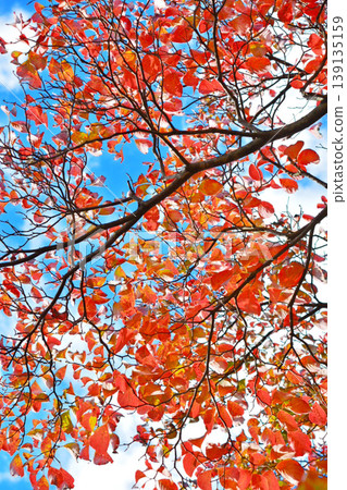 Leaf of autumn leaves dogwood Leaf of autumn leaves dogwood 139135159