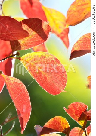 Leaf of autumn leaves dogwood Leaf of autumn leaves dogwood 139135168