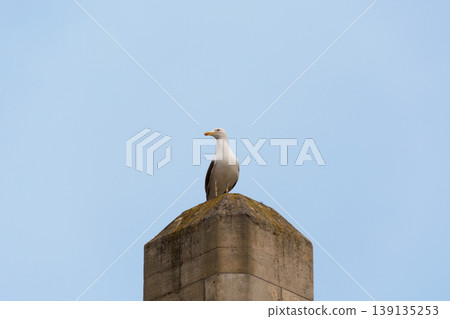 Seagulls on top of a stone pillar Seagulls on top of a stone pillar 139135253