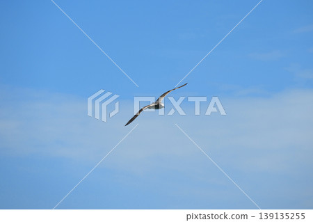 Flying Black-tailed Gull 139135255