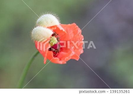 Close-up of poppy flowers and buds Close-up of poppy flowers and buds 139135261