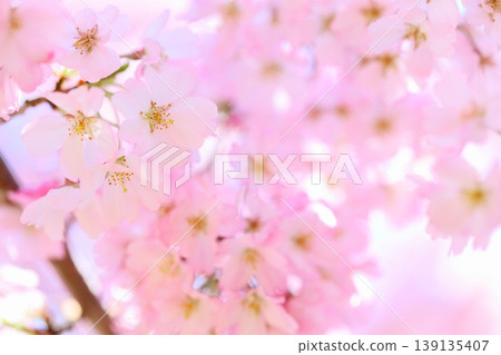 Close-up of pale pink Omoigawa cherry blossoms [Sky background] [Full bloom] 139135407