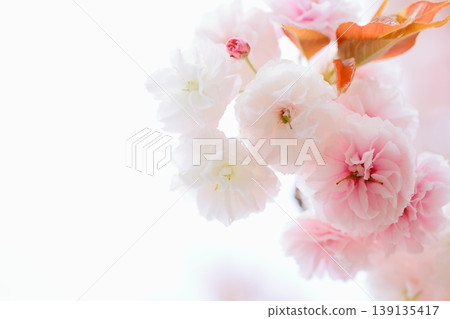 Close-up of a double-flowered cherry tree (Fugenzo) in full bloom [White background] 139135417