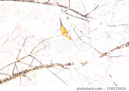 photo of sketch-like of yellow bird hanging over blur sakura background photo of sketch-like of yellow bird hanging over blur sakura background 139135616
