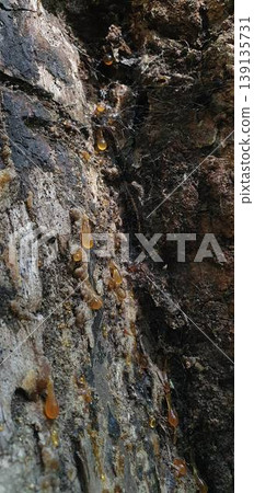 Phone photo close-up of pine tree resin covered with spider webs. Nature detail showing texture, organic patterns, and forest ecosystem elements. Phone photo close-up of pine tree resin covered with spider webs. Nature detail showing texture, organic patterns, and forest ecosystem elements. 139135731
