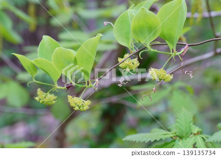 Smilax flowers and leaves Smilax flowers and leaves 139135734
