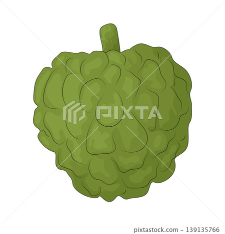 Illustration of Sugar Apple Illustration of Sugar Apple 139135766