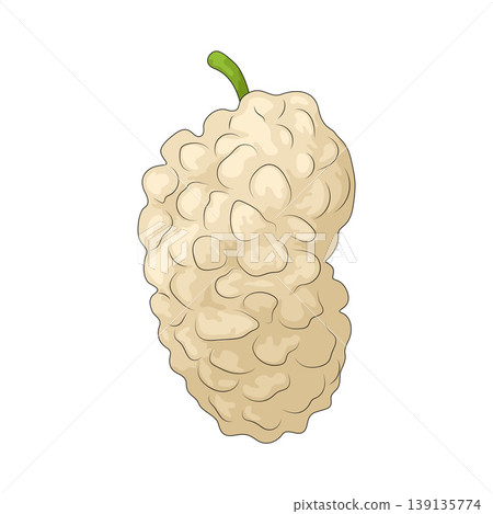 Illustration of White Mulberry Illustration of White Mulberry 139135774