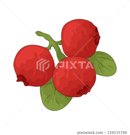 Illustration of Lingonberry Illustration of Lingonberry 139135788