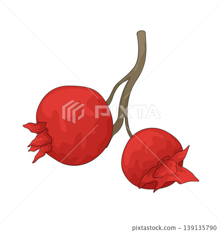 Illustration of Serviceberry Illustration of Serviceberry 139135790