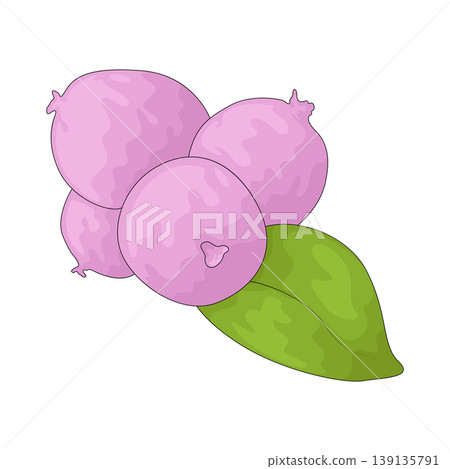 Illustration of Coral Berry Illustration of Coral Berry 139135791