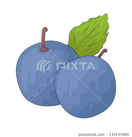 Illustration of Sloe Berry Illustration of Sloe Berry 139135800