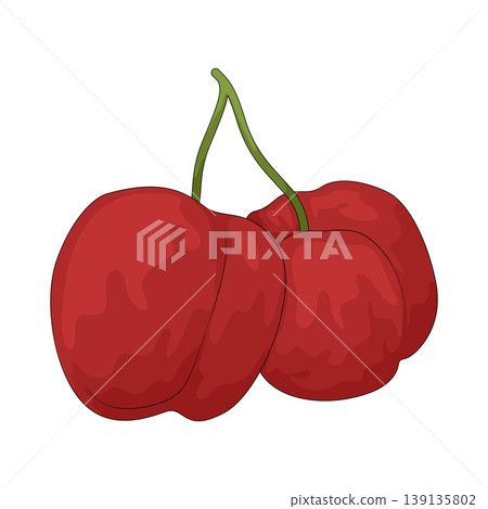 Illustration of Barbados Cherry Illustration of Barbados Cherry 139135802