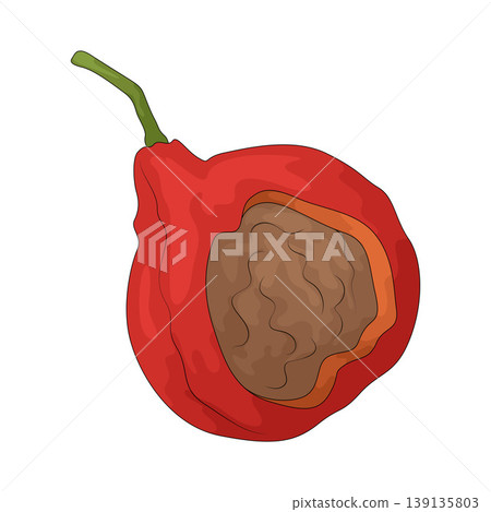Illustration of Desert Quandong Illustration of Desert Quandong 139135803