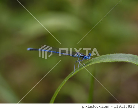 dragonfly on a branch dragonfly on a branch 139135928