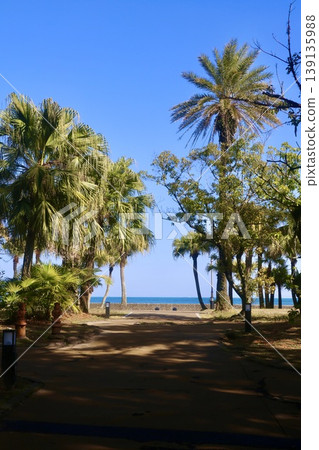青島亞熱帶植物群落(宮崎縣宮崎市) 青島亞熱帶植物群落(宮崎縣宮崎市) 139135988
