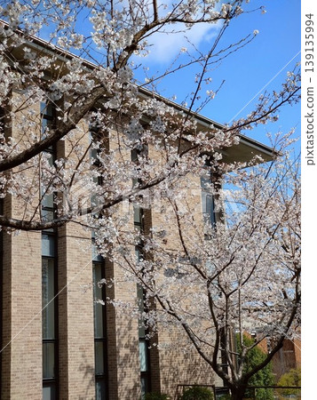 學校建築被櫻花環繞 學校建築被櫻花環繞 139135994