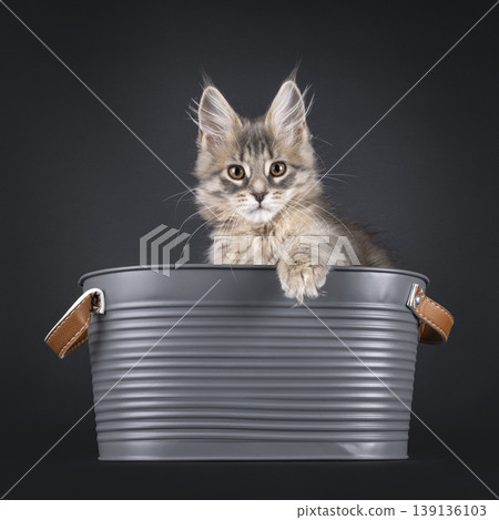 Brownish kitten on black background Brownish kitten on black background 139136103
