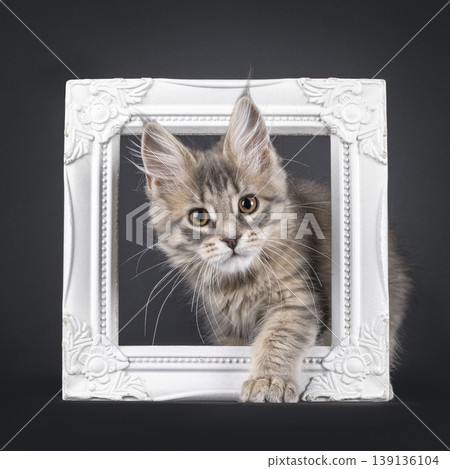 Brownish kitten on black background Brownish kitten on black background 139136104