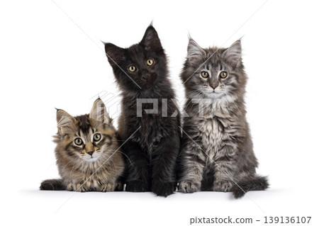 Row of 3 kittens on white background 139136107