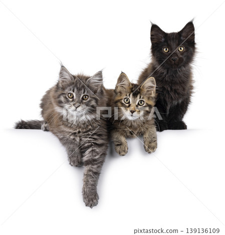 Row of 3 kittens on white background Row of 3 kittens on white background 139136109