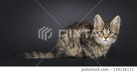Brown striped kitten on black background Brown striped kitten on black background 139136111