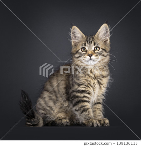 Brown striped kitten on black background 139136113