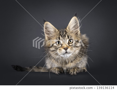 Brown striped kitten on black background Brown striped kitten on black background 139136114
