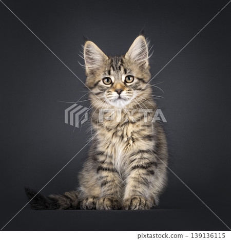 Brown striped kitten on black background Brown striped kitten on black background 139136115
