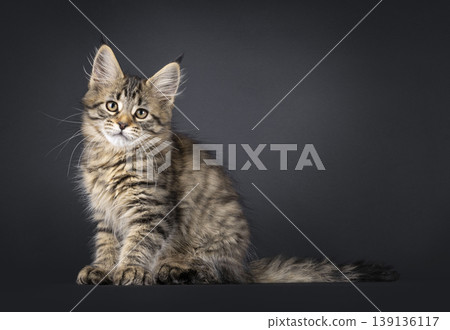 Brown striped kitten on black background Brown striped kitten on black background 139136117