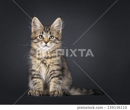 Brown striped kitten on black background 139136118