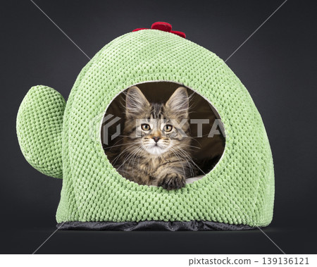 Brown striped kitten on black background Brown striped kitten on black background 139136121