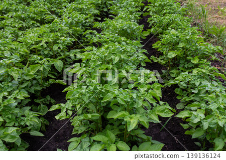 Healthy green potato plants thriving in a vegetable garden on a sunny day in late spring Healthy green potato plants thriving in a vegetable garden on a sunny day in late spring 139136124
