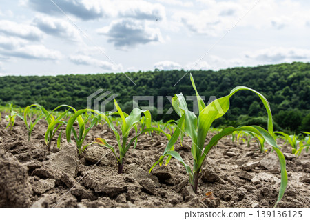 Healthy corn plants growing in a lush field with a background of green hills under a cloudy sky during summer Healthy corn plants growing in a lush field with a background of green hills under a cloudy sky during summer 139136125