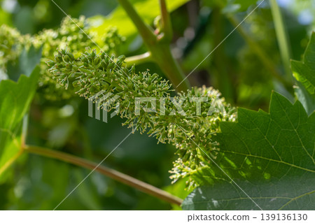 Vineyard close-up of growing grape clusters under the sun in a lush green landscape during the early summer season Vineyard close-up of growing grape clusters under the sun in a lush green landscape during the early summer season 139136130
