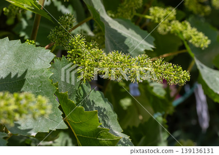 Green grape blossoms emerging on a vine in a vineyard during springtime under bright sunlight Green grape blossoms emerging on a vine in a vineyard during springtime under bright sunlight 139136131