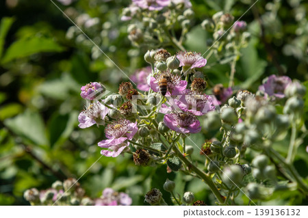 European dewberry showcases delicate pink flowers attracting pollinators in a lush green habitat during summer months European dewberry showcases delicate pink flowers attracting pollinators in a lush green habitat during summer months 139136132
