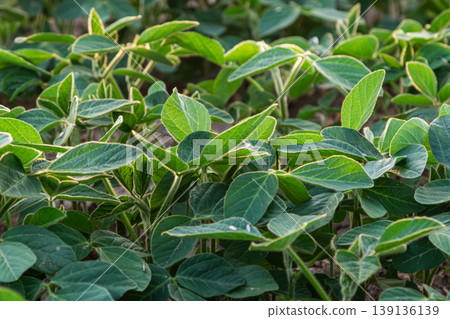 Rich green soybean field thriving under sunlight during the growing season in a rural landscape 139136139