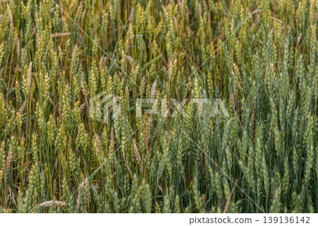 Wheat growing in a vibrant field under the warm afternoon sun showcasing lush greenery and ripening grains ready for harvest Wheat growing in a vibrant field under the warm afternoon sun showcasing lush greenery and ripening grains ready for harvest 139136142