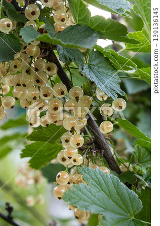 Ribes rubrum white currant bush displaying clusters of translucent edible berries in a lush garden setting Ribes rubrum white currant bush displaying clusters of translucent edible berries in a lush garden setting 139136145